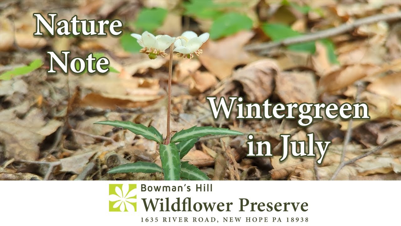 Wintergreen in July