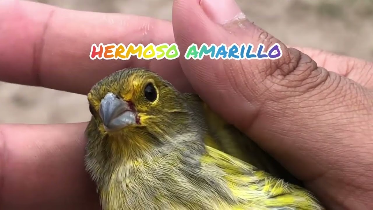 captura de jilguero amarillo muy malo y de 3 jilgues rayados .un👋