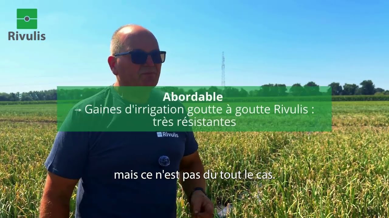 Irrigation goutte à goutte sur oignons : un choix rentable