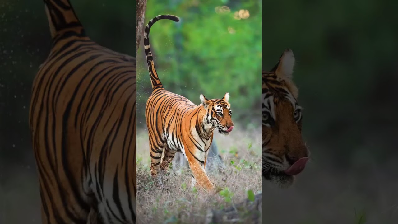 Experience the Ultimate Jungle Safari of Madhya Pradesh