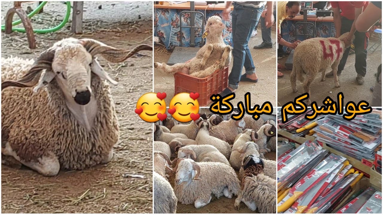 مشينا نشريو حولي العيد 🐏وأجواء رائعة قبل عيد الأضحى المبارك🔥