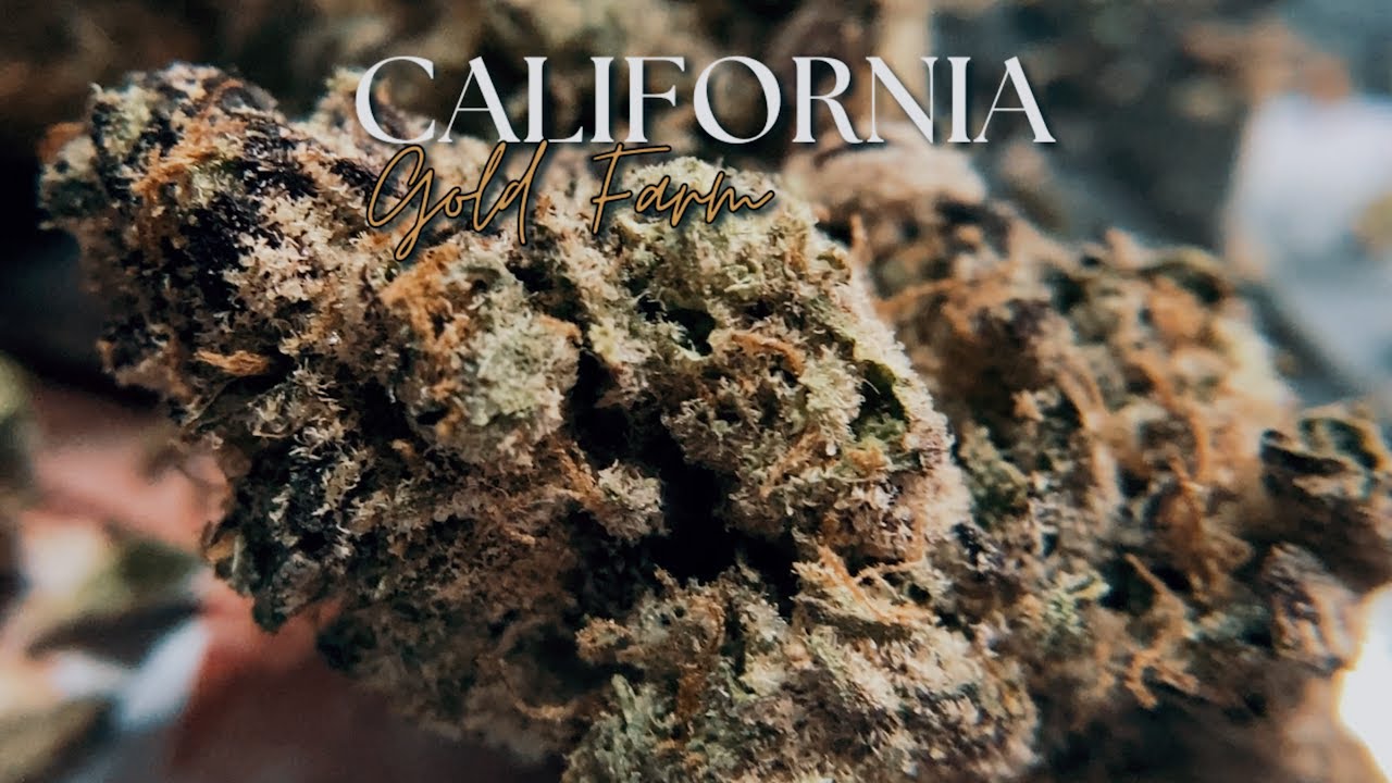 Black Truffles & Blue Guava Gelato THCa Flower by California Gold Farm!