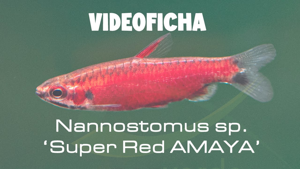 🔥 Nannostomus sp. 'Super Red AMAYA' 🩸 El Pez Lápiz con el rojo más intenso ✏️🐡 VideoFicha PezVerde