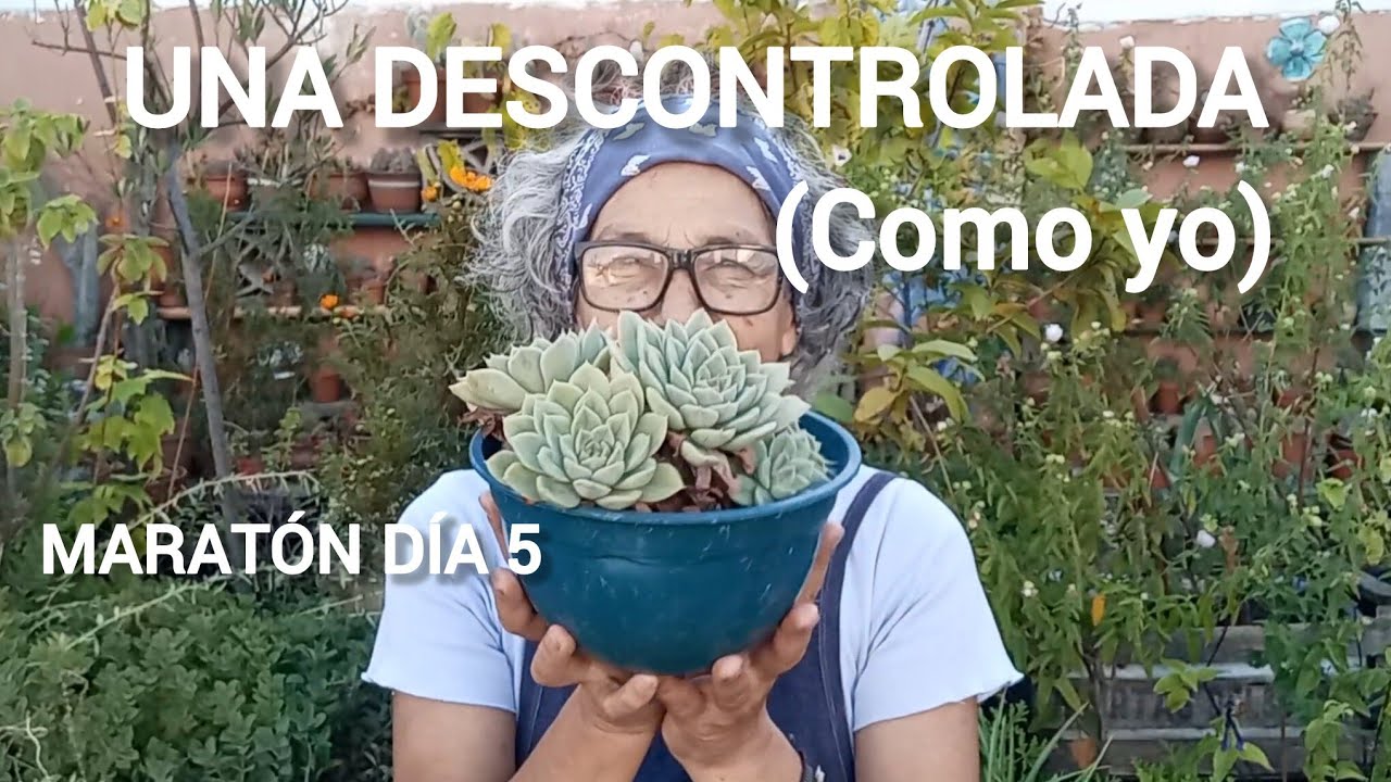 Echeveria 'Alfred'/Impresionante crecimiento #lasplantasdegeral #echeveria #garden #jardin #plants 