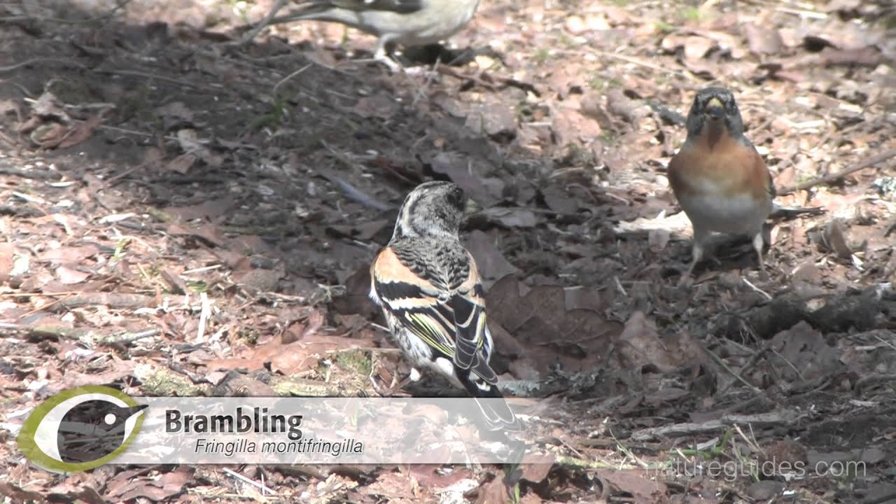 BTO Bird ID - Chaffinch & Brambling