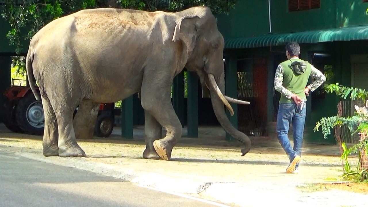 Brave Wildlife Team Saves Massive Tusker After Forest Escape Near Yala National Park #elephant