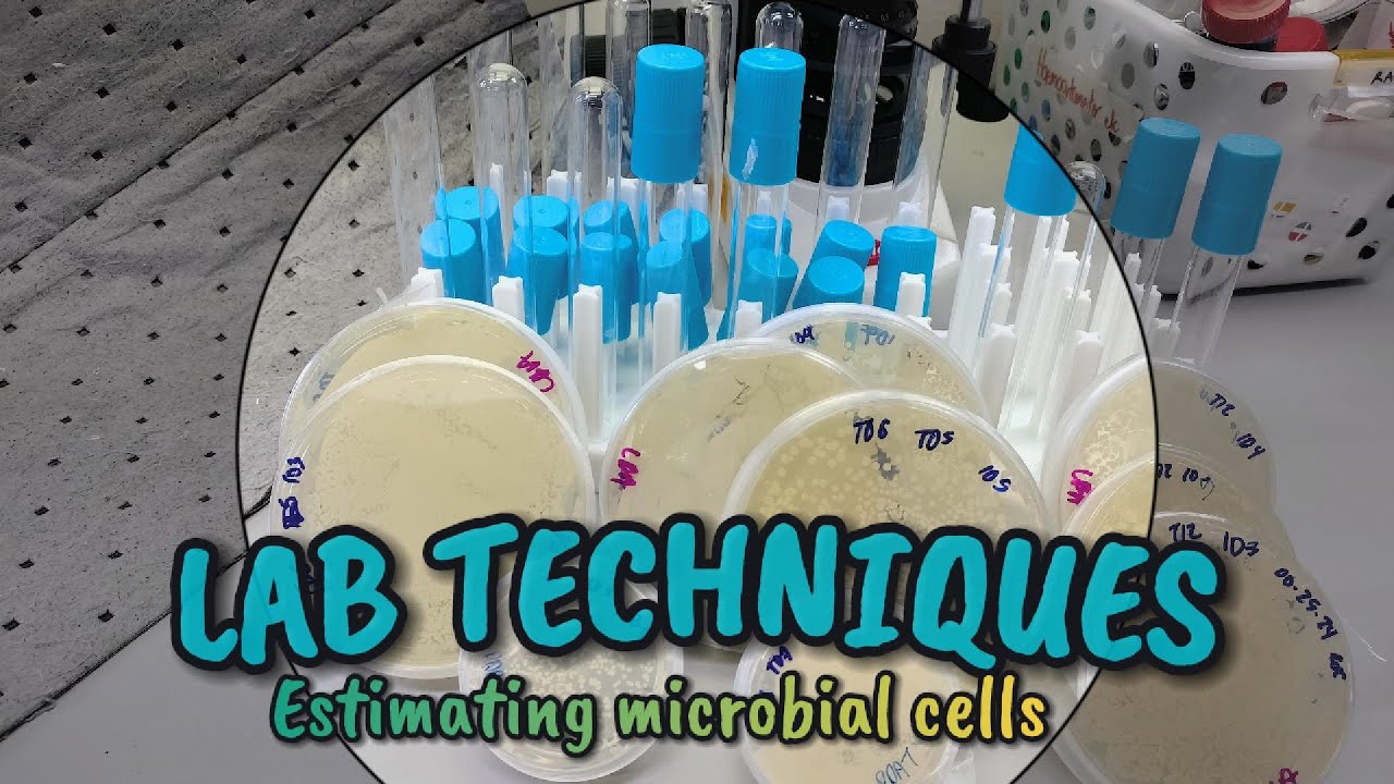 Microbial Enumeration: Counting fungal cells (cfu/mL) @sciencetingss