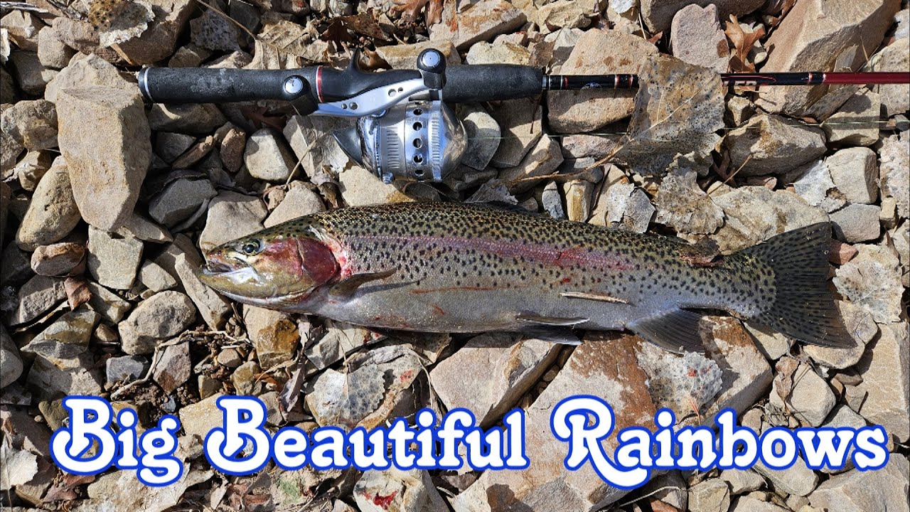 Big Beautiful Rainbows - Deer Creek Reservoir