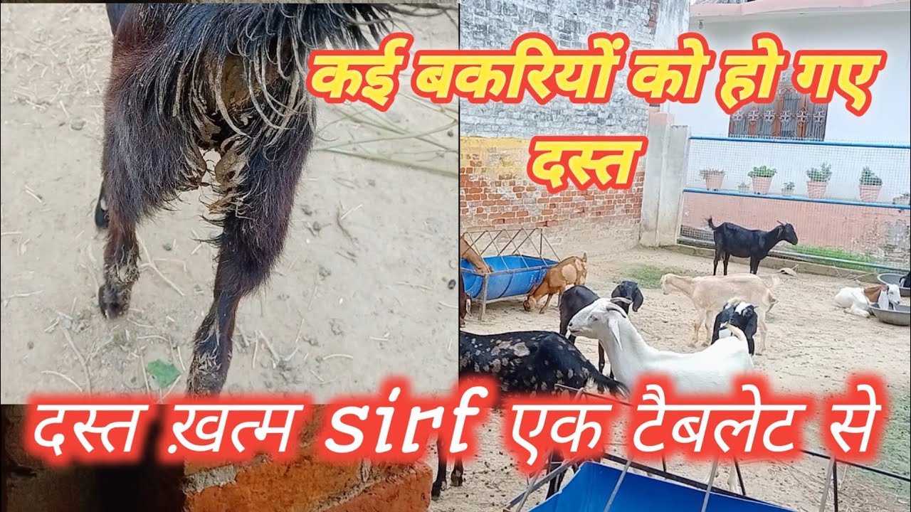 What should be done to treat diarrhea in goats? Treatment of Diarrhea in Goats #Vimalumrao