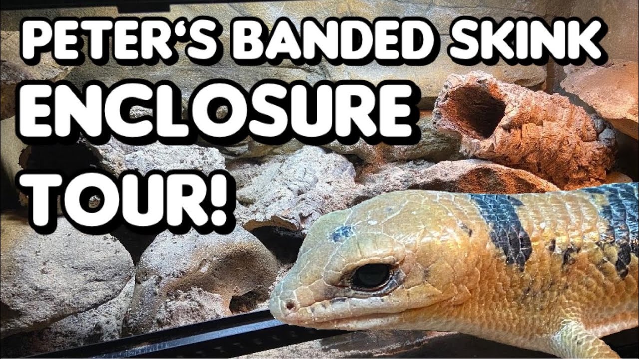 Peter’s Banded Skink Enclosure Changes!