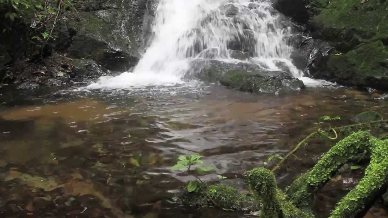 Costa Rica Wild! Savegre Reserve