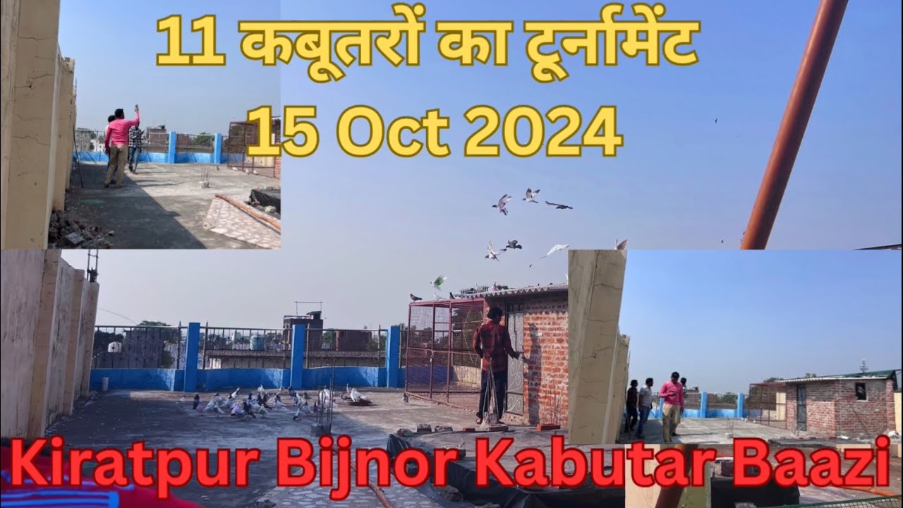 11 कबूतरों का टूर्नामेंट 15 October 2024   Pure दिन कबूतर 🕊️ उड़े #pigeon #kabootar #kabutarbazi