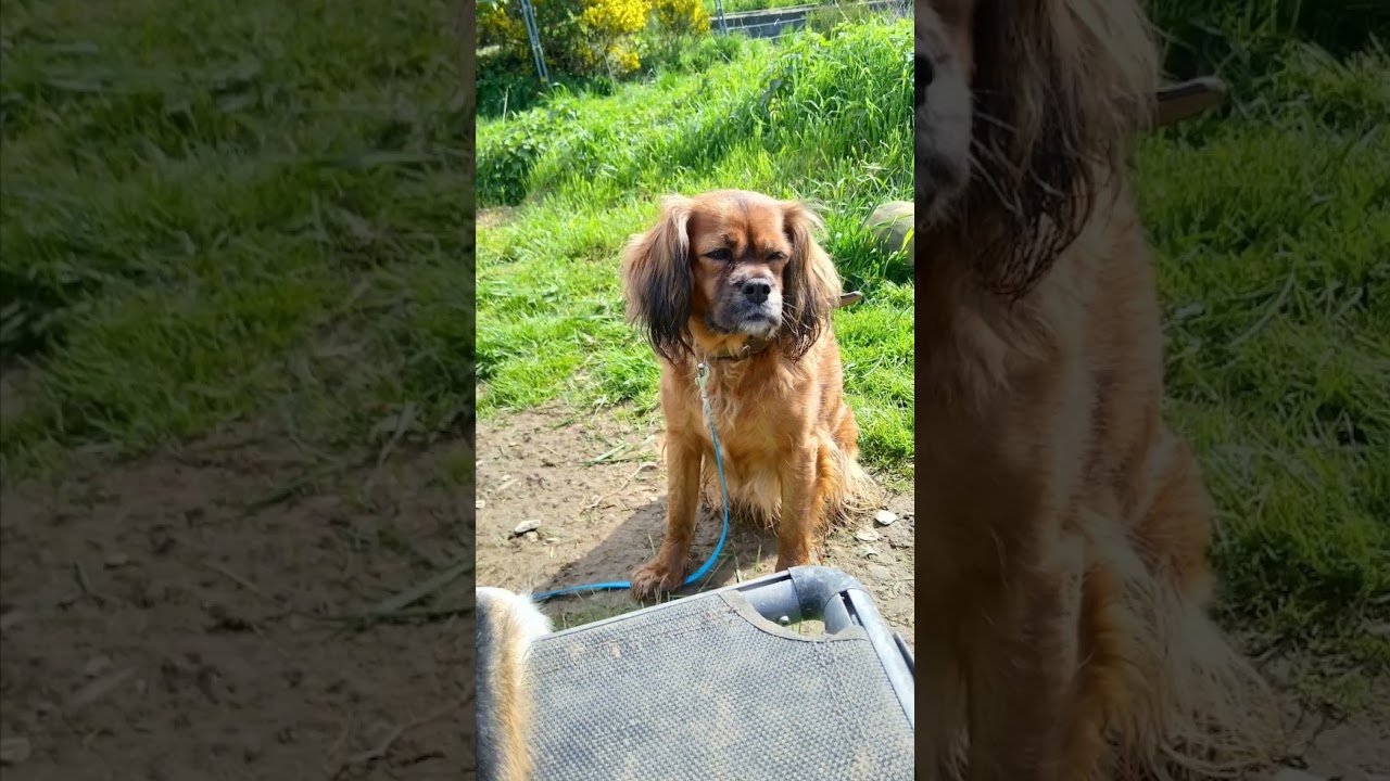 Google Hundemix #hund