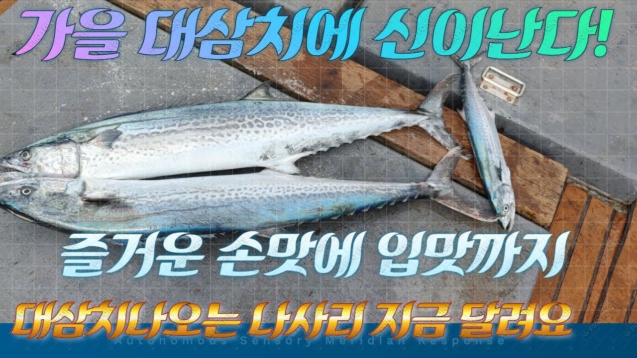 대삼치의 계절 가을이다. 부산낚시 울산낚시 손맛 입맛까지