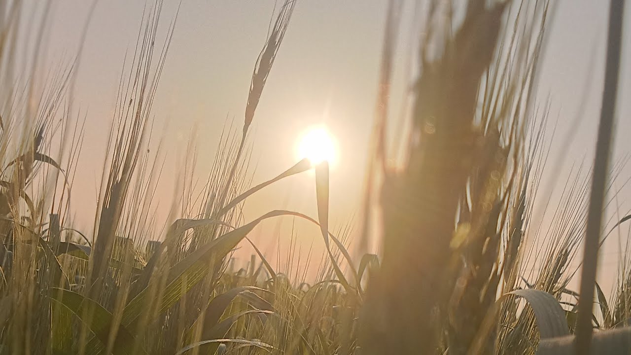 किसान की फसल लहरा रही है खेत में 🌱✌️