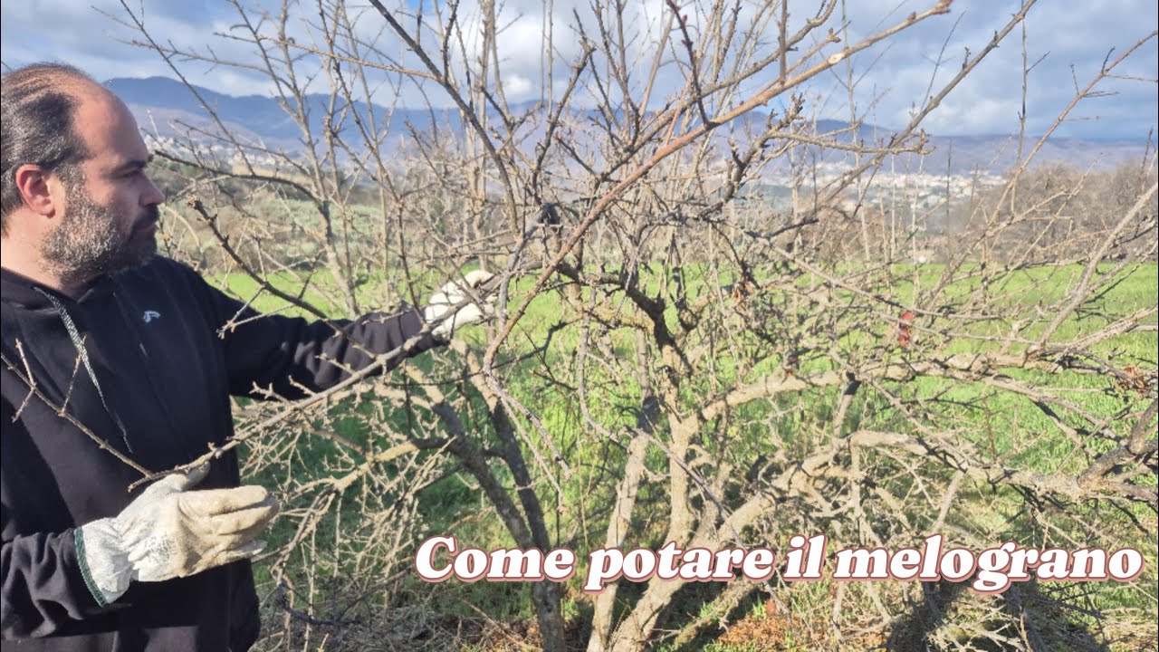 Come potare il melograno a cespuglio