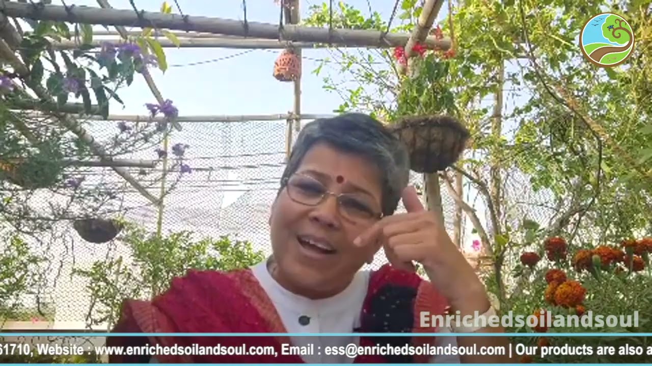Insect and Pest management in summer gardening. बगीचे में कीट नियंत्रण और रोगों की रोकथाम