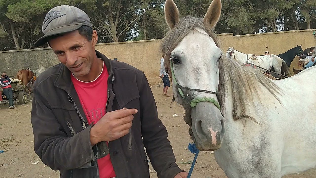 تقرير كامل عن اسعار العودات الحمير البغال والنغال سوق الثلاثاء الخميسات