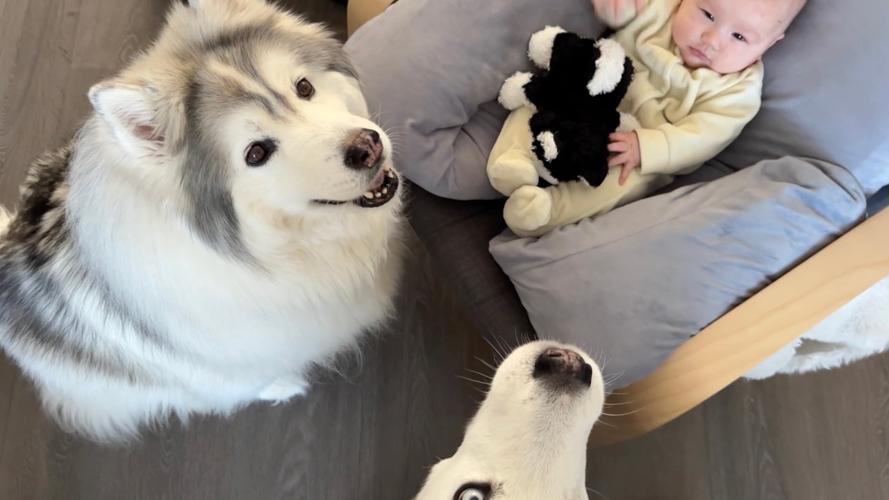 Stay-at-home mom's favourite moments with baby and puppies