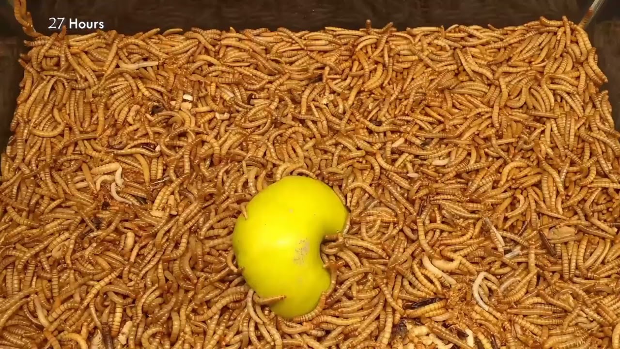 10000 worms eating fruits and vegetables (24hours)