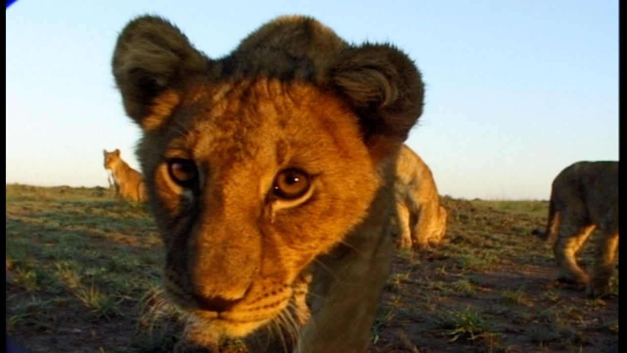 Spy BoulderCam Enters the Lion's Den