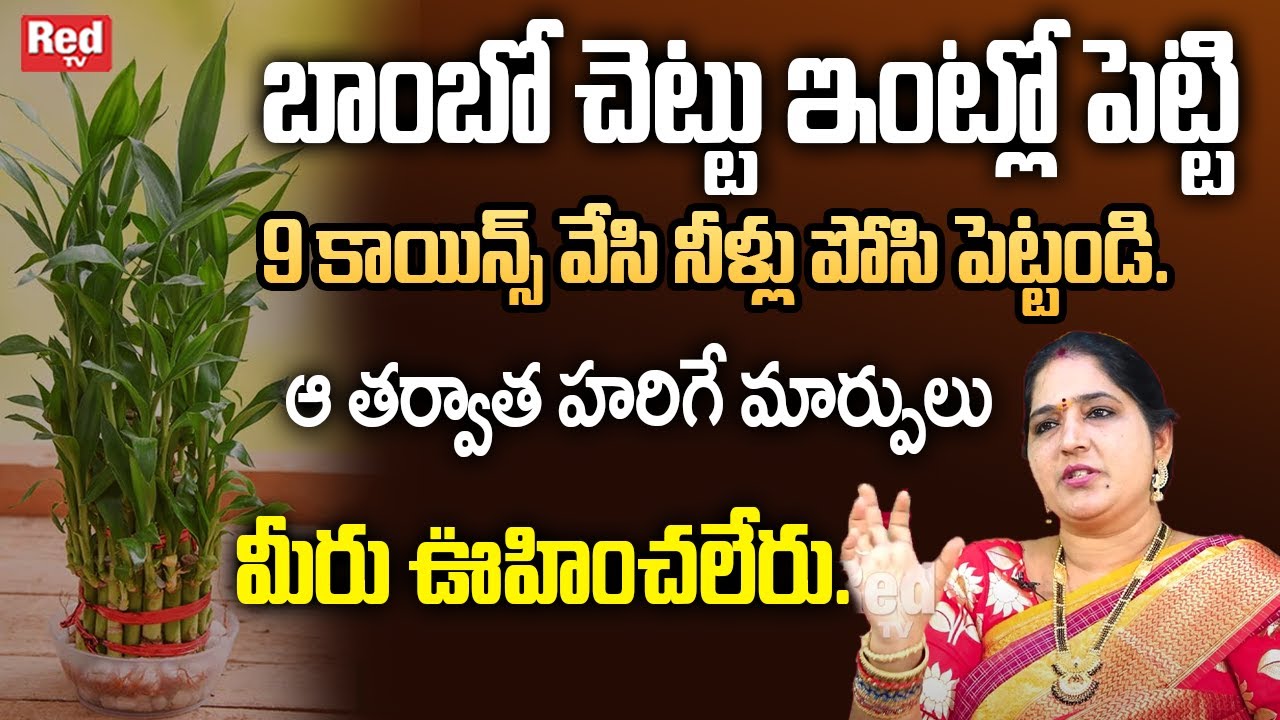 బాంబో చెట్టు ఇంట్లో పెట్టి 9 కాయిన్స్ వేసి నీళ్లు పోసి పెట్టండి. | sravanthi | RedTv SUbham