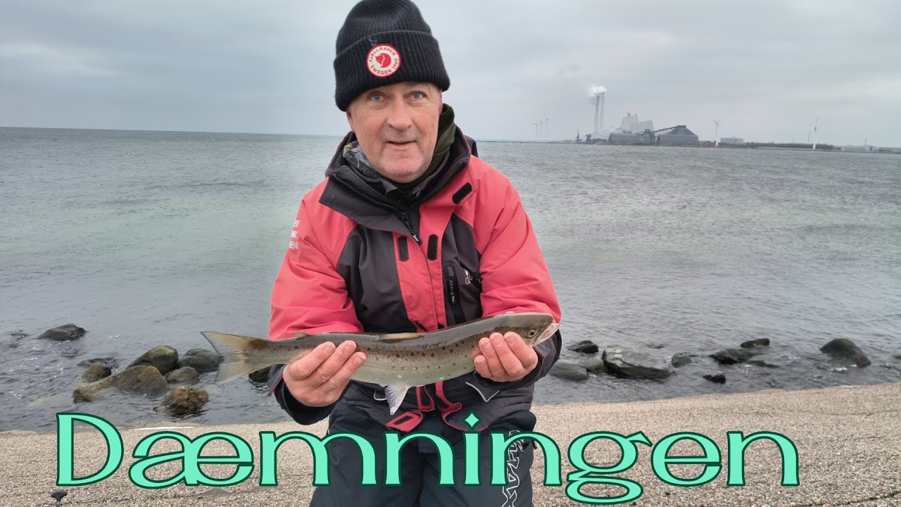 Kolde havørreder, Dæmningen 23 Januar