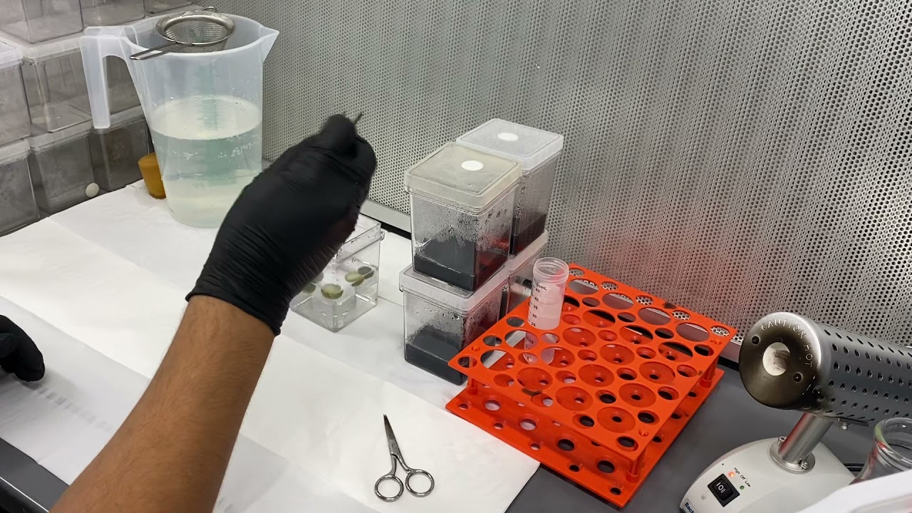 Cactus tissue culture demo pt: 2