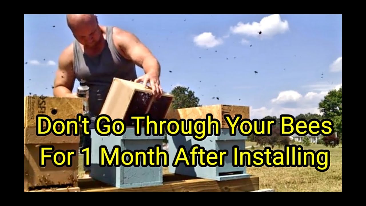 Don't Go Through Your Bees For 1 Month After Installing