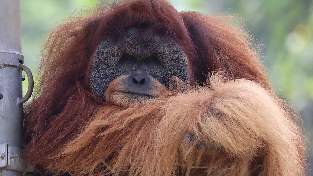 Orangutans are threatened by the food you eat, and the cosmetics you wear