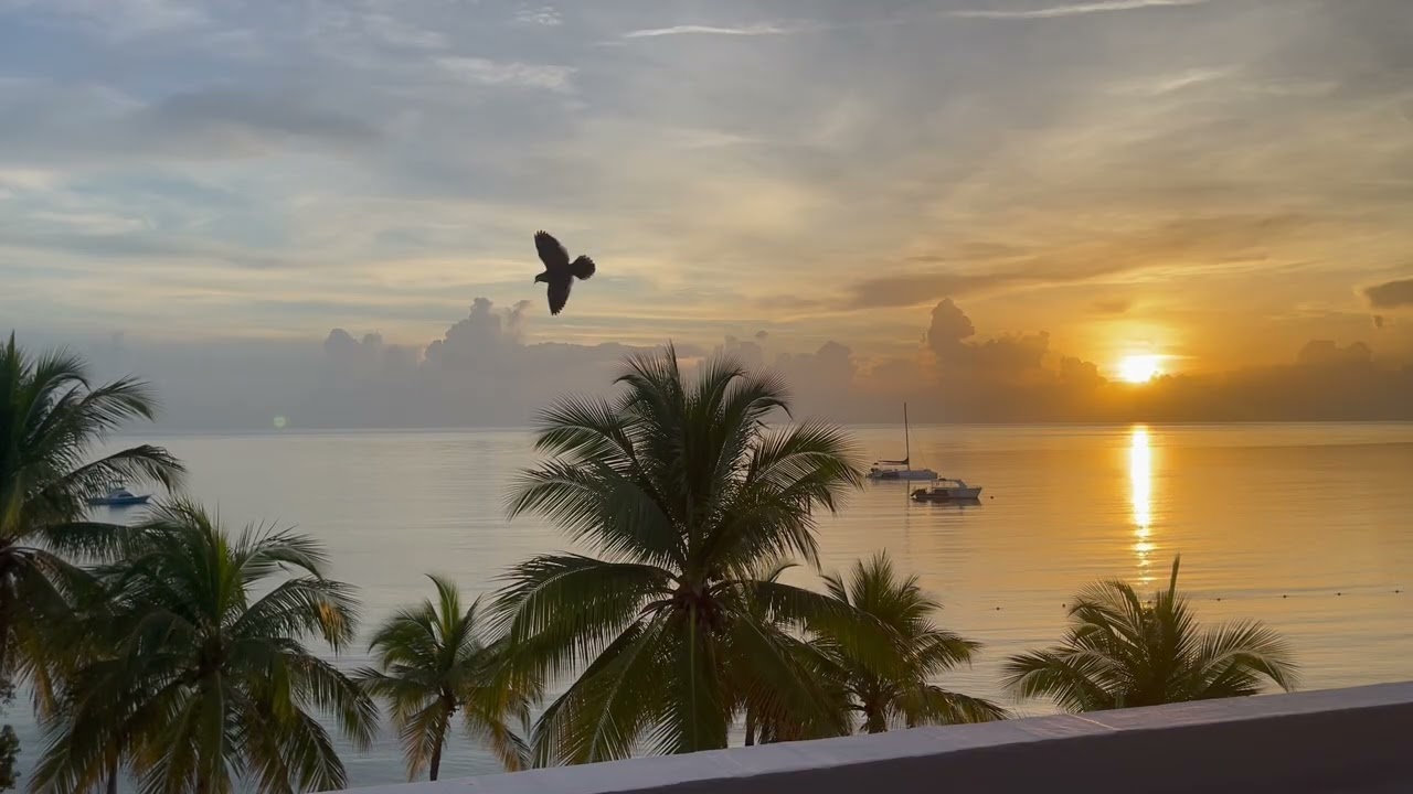 Good Morning from St Ann’s Bay, Jamaica Sunrise | 12 Minutes of Sunrise Calm