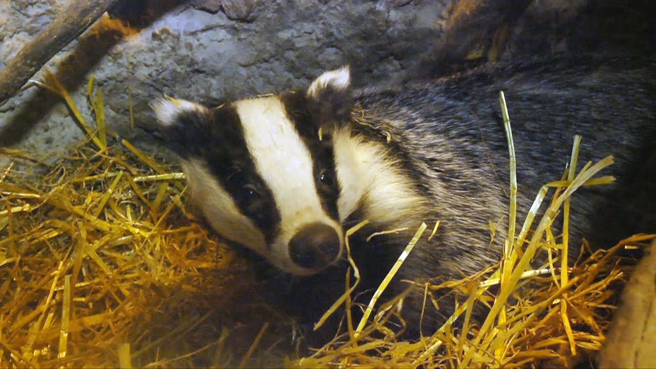 The Wildlife Garden Project | How to help badgers in your garden