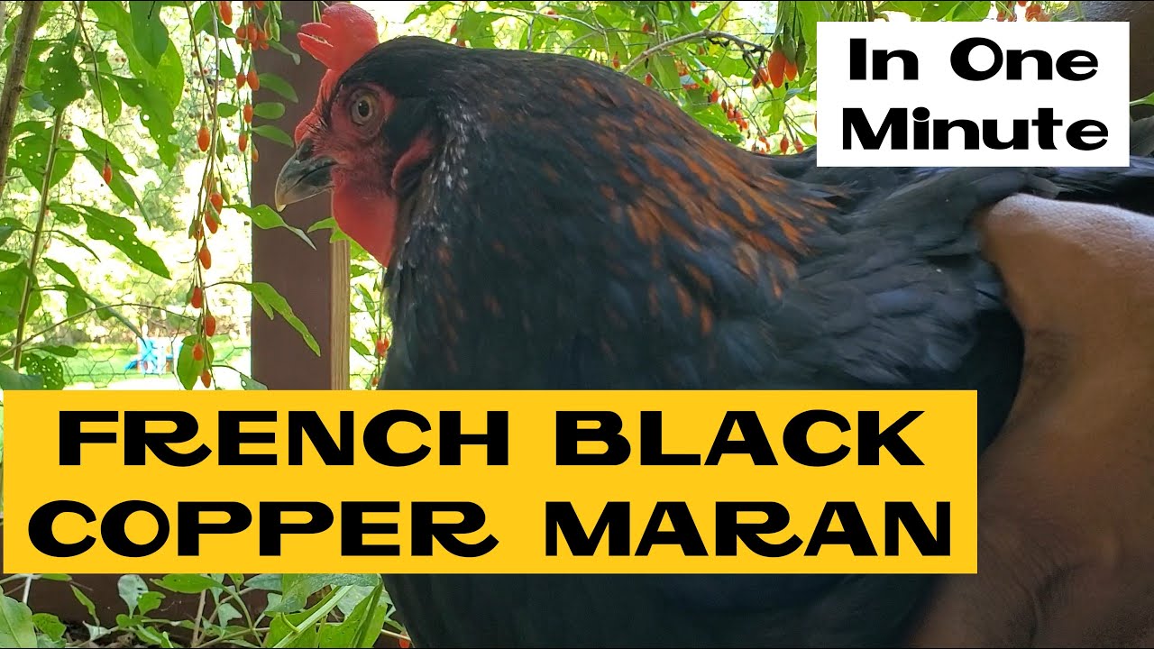 French Black Copper Marans | All about Chicken Breeds in a Minute