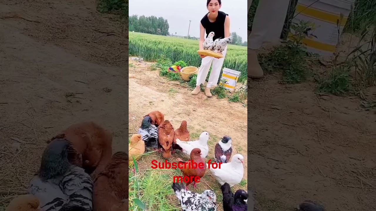 Beautiful Fancy King Kabootar #pigeonlove #pigeonlaver #fancykabootar #pigeonbreed #kabutar