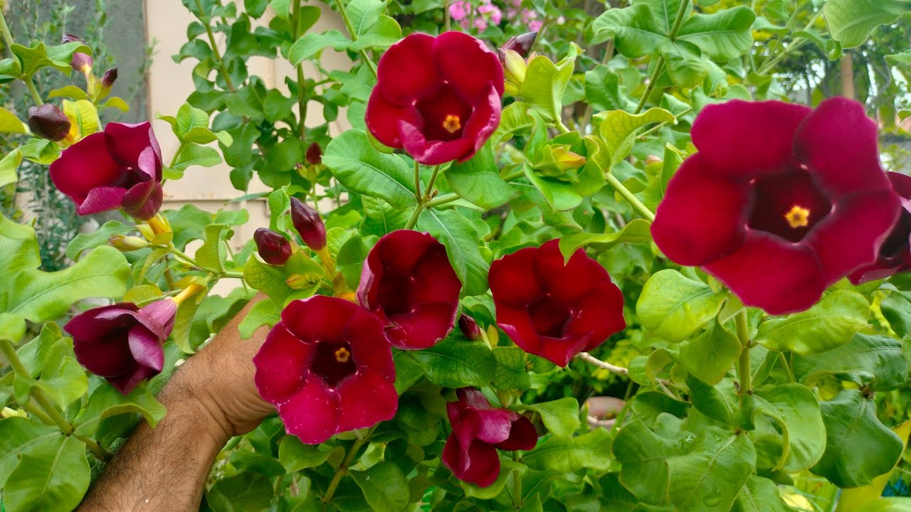 Brazilian Red Alamanda