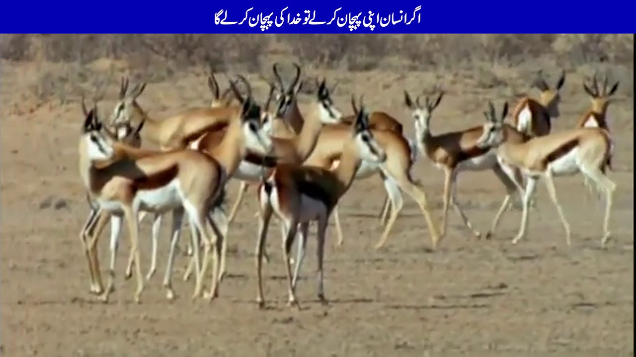 Insaan ki pehchan