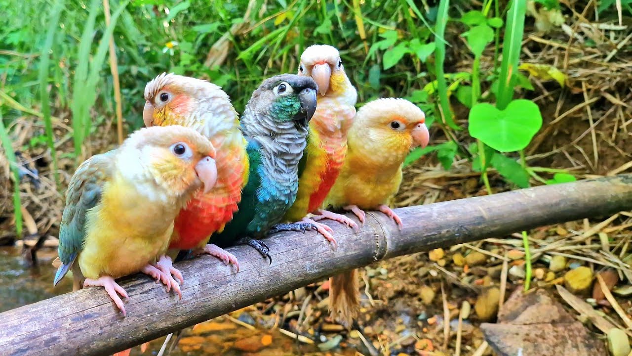 Nature Bird Sounds : The sounds of Conure parrots and nature make me relax.