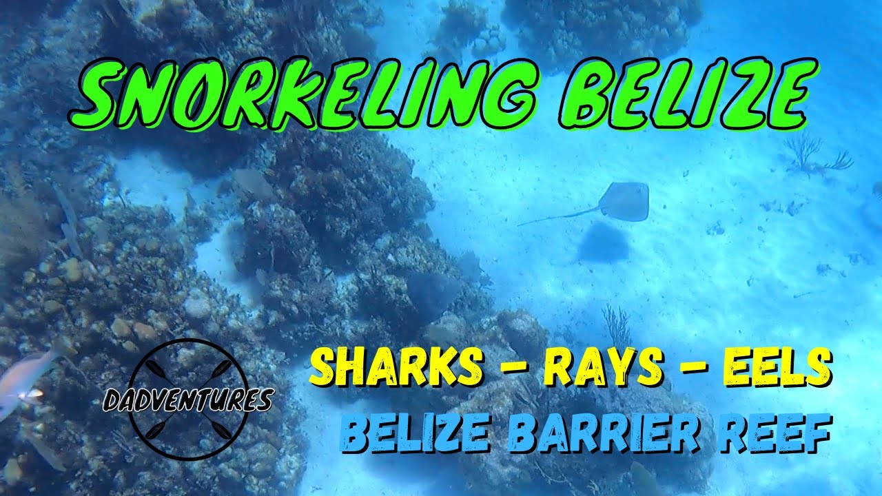 Belize! Snorkeling the Belize Barrier Reef - Caye Caulker