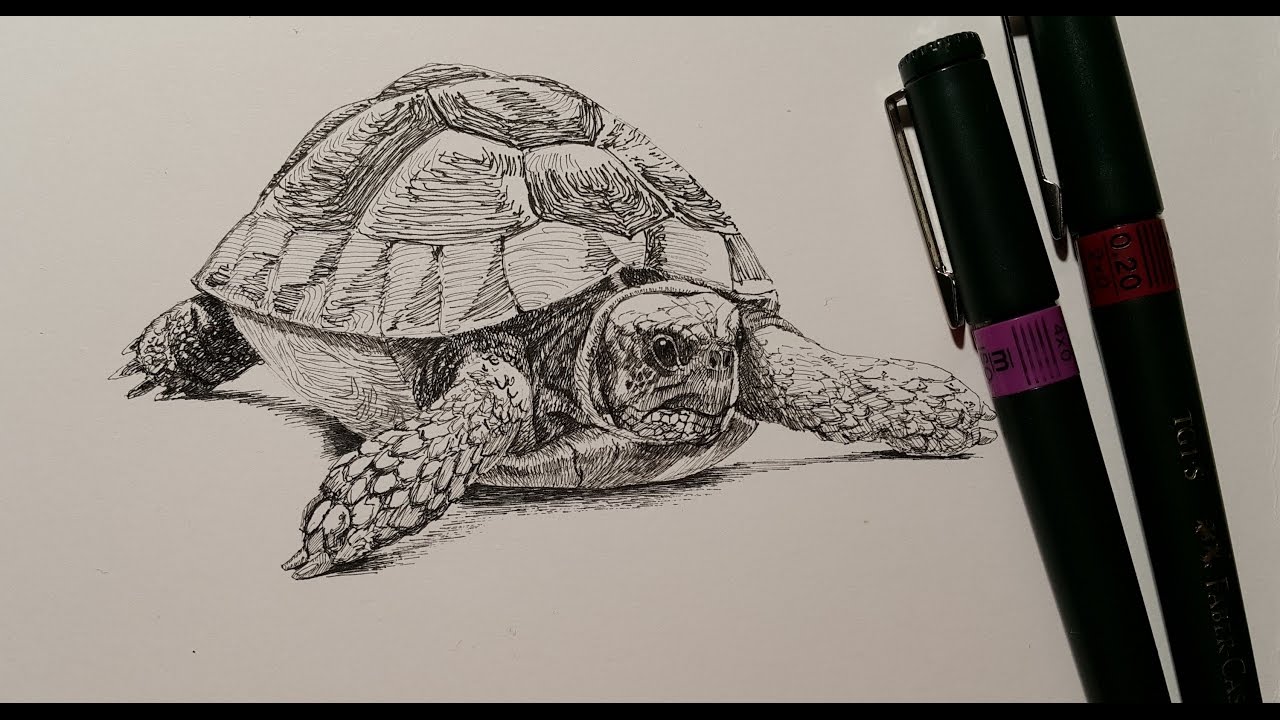 Рисуем черепаху тушью