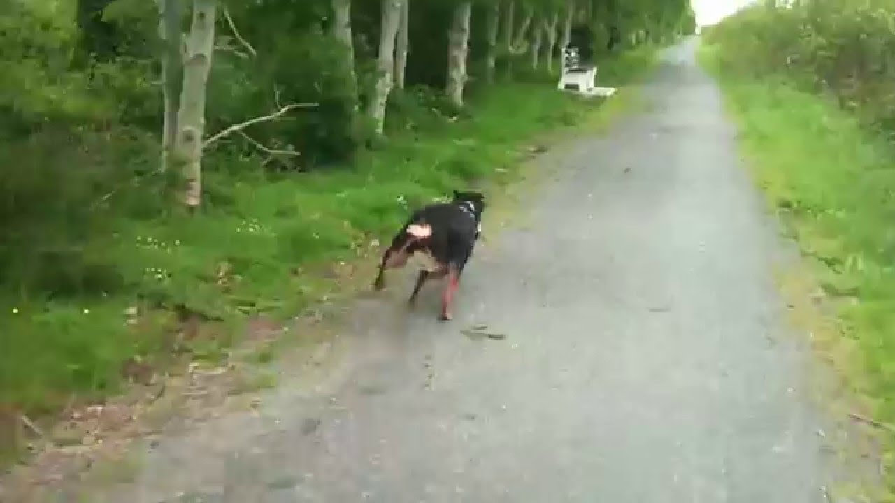 Rottweiler running 45km h