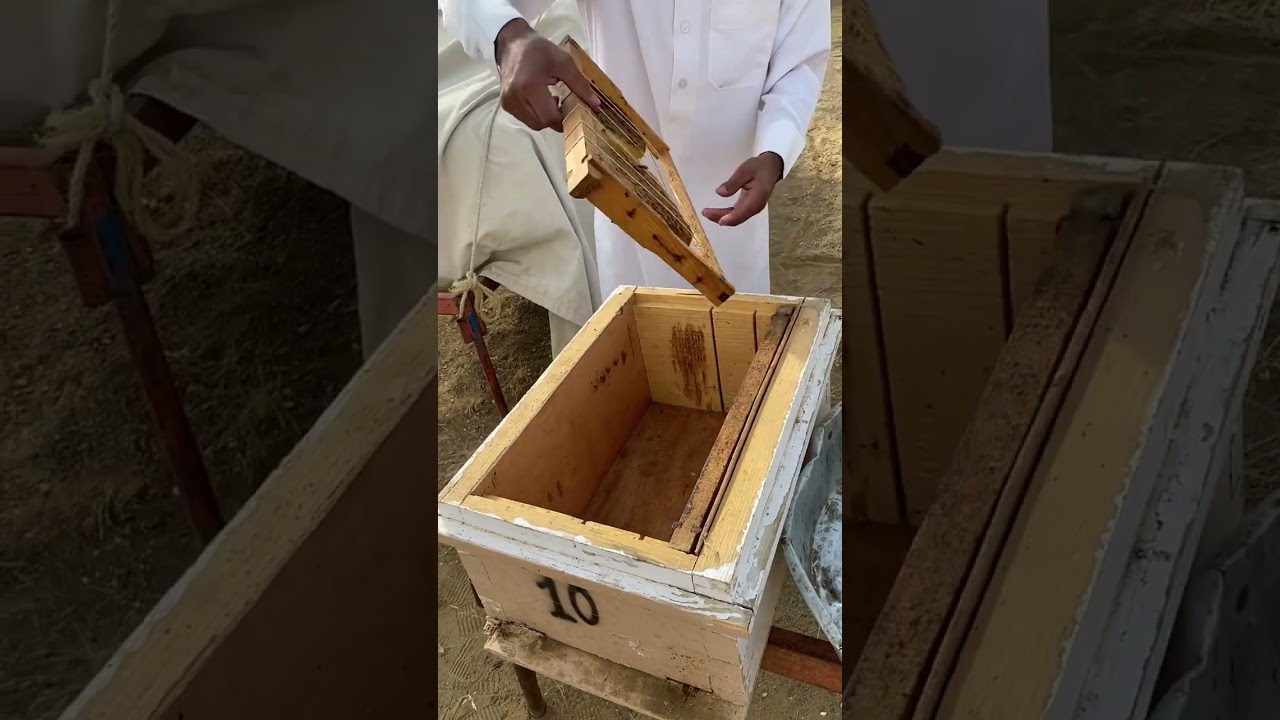 ٢- تحويل العود البلدي الى خلية حديثة (الجزء الثاني)(اساسيات تربية النحل)(غانم سعيد القحطاني)
