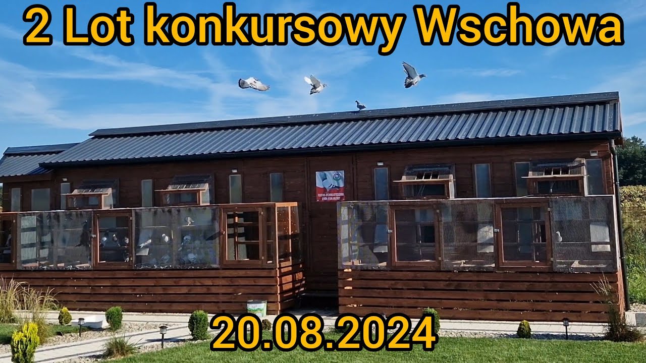 2 LOT KONKURSOWY Wschowa 20.08.2024r✅️ JEST DOBRZE. Gołębie Pocztowe