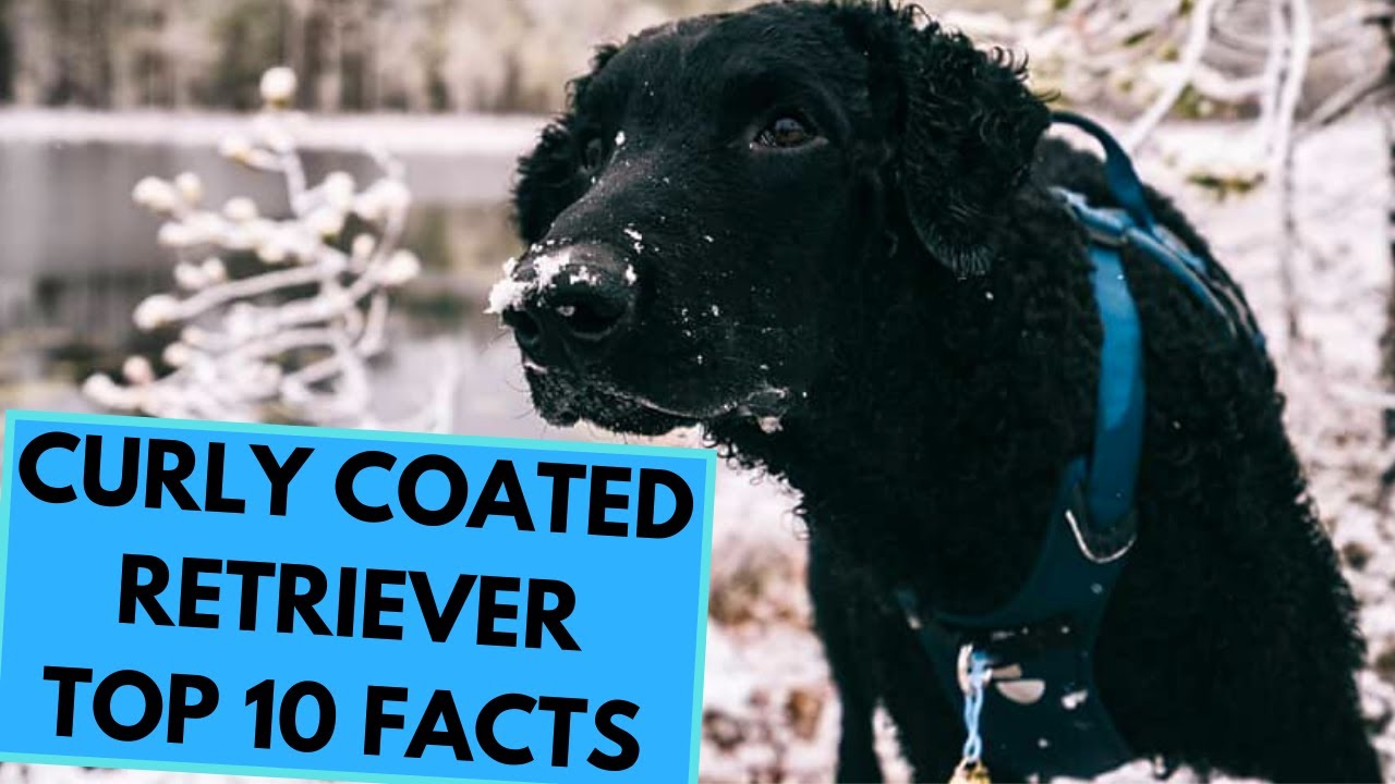 Curly Coated Retriever - TOP 10 Interesting Facts