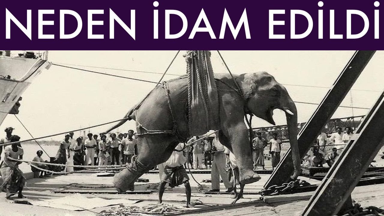 Bu Fil Neden İdam Edildi ? -Fil Mary
