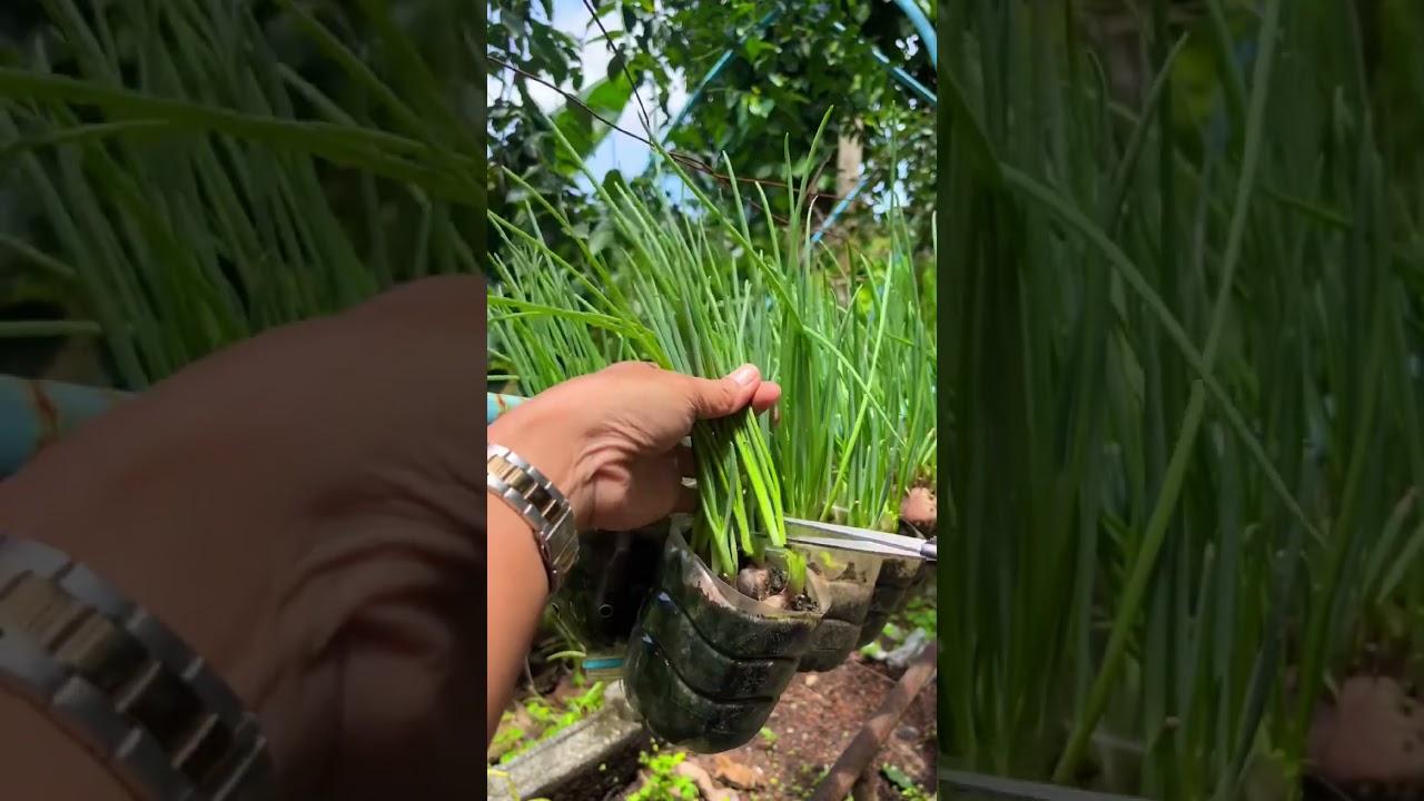 Chives#agriculture#rural life#farming#planting #naturallife#garden#Harvesting#picking