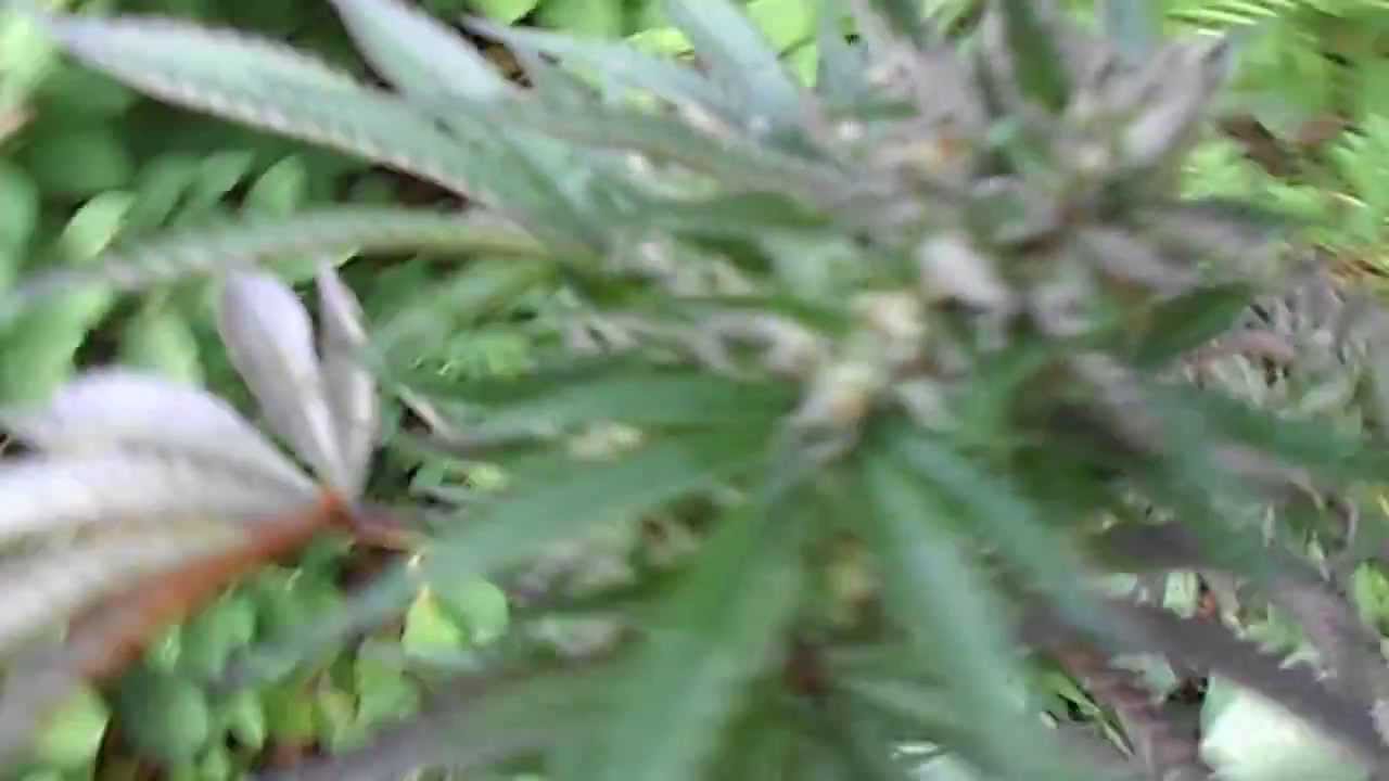 Small Purple Auto Flower Marijuana Plant in a Bush