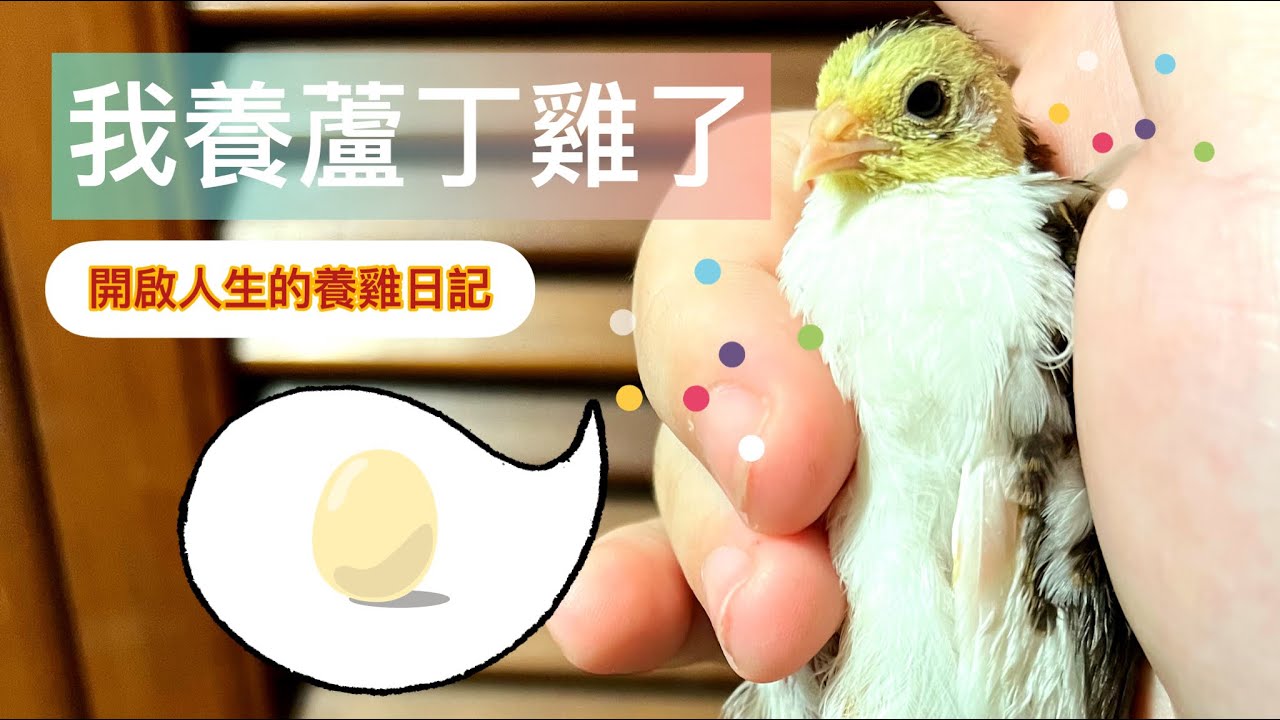 入坑蘆丁雞的小廢片｜自以為動物園NOT_A_ZOO