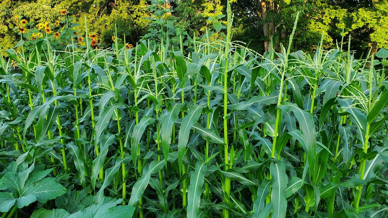 How To Side Dress Sweet Corn (Fertlizer)
