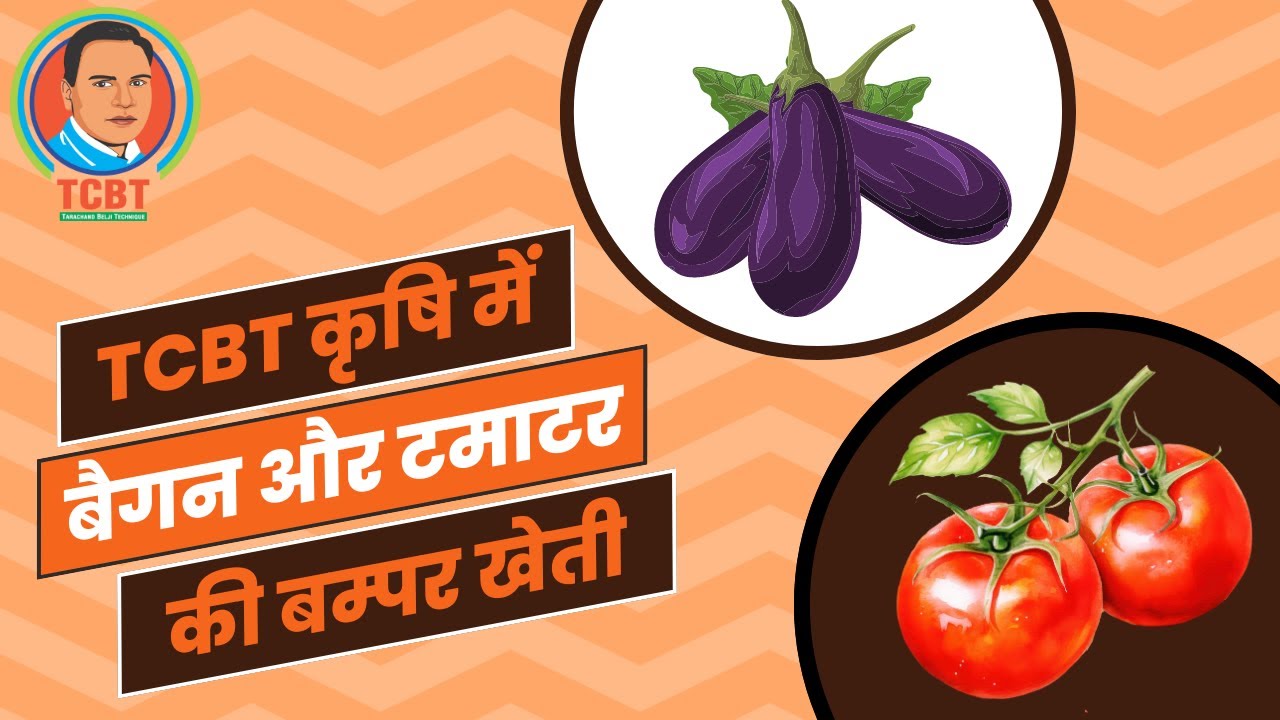 बैगन और टमाटर की बम्पर खेती| #tarachandbelji #tcbt #गुरुजी