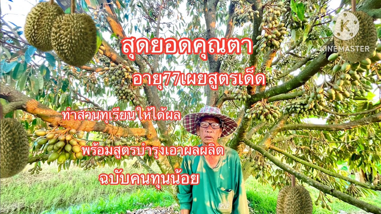 #สุดยอดคุณตา อายุ77เผยสูตรเด็ดการทำสวนทุเรียนให้ได้ผล #พร้อมสูตรบำรุงก่อนเอาผลแบบคนทุนน้อย
